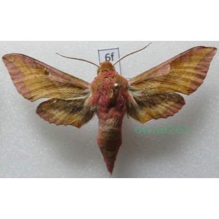 Deilephila porcellus (Linnaeus, 1758) Poland6f